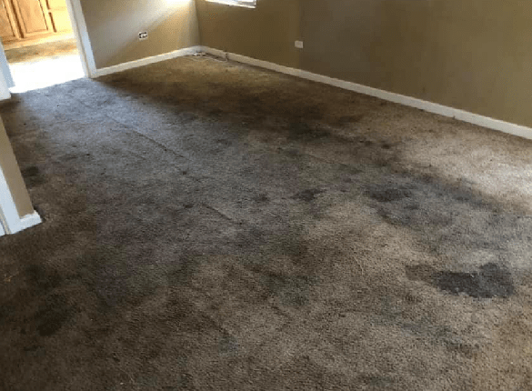 Castle Hill For Carpet Cleaning Service